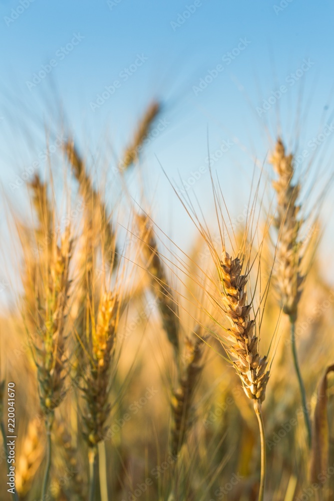 Golden Barley / Wheat Field