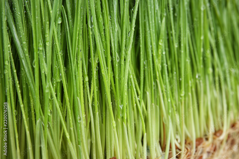 带水滴的发芽小麦草，特写