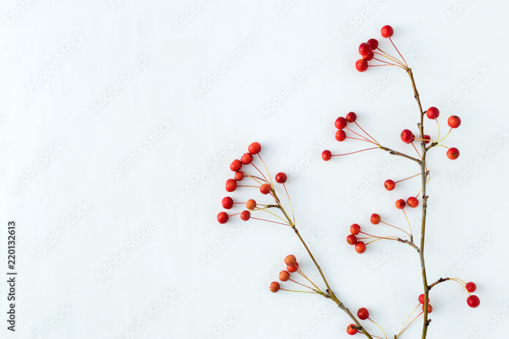 Branches with small red apples on a white background