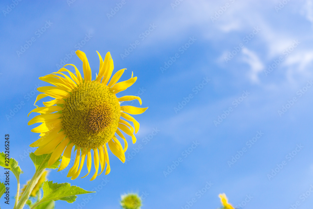 ํYellow sunflower in the clear sky day