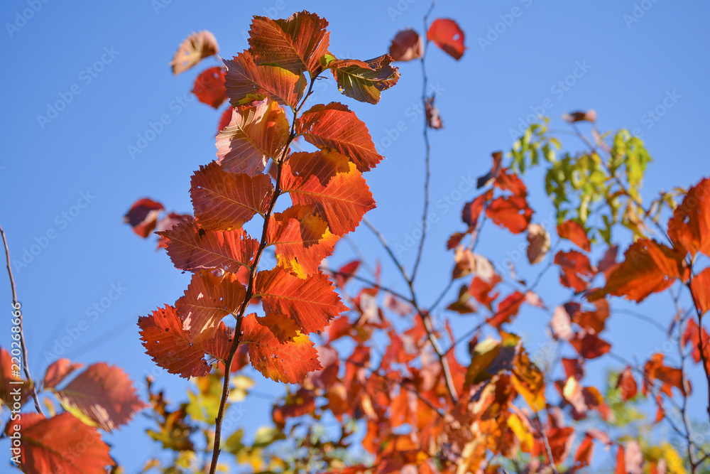 Colorful autumn background. Red autumn leaves against the blue sky.