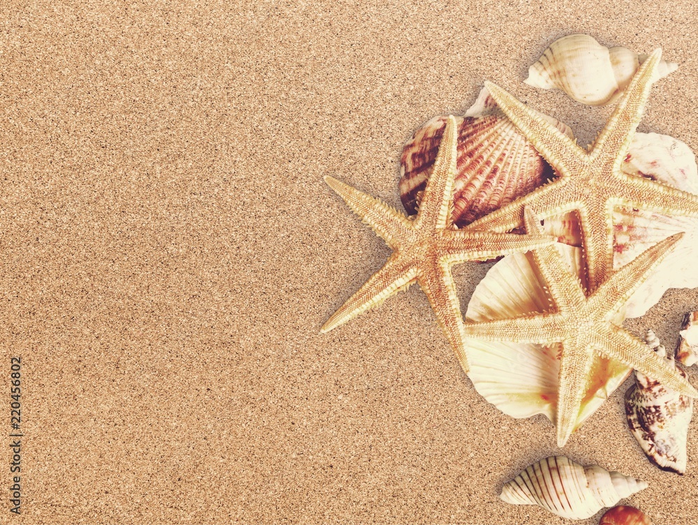 Sea shells on sandy beach with place for text