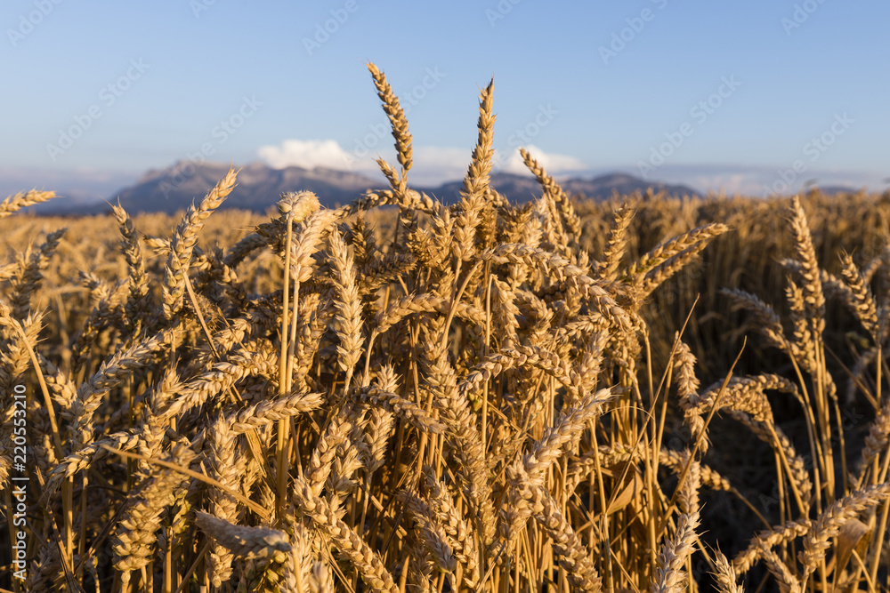 Cornfield in the evening sun in Switzerland