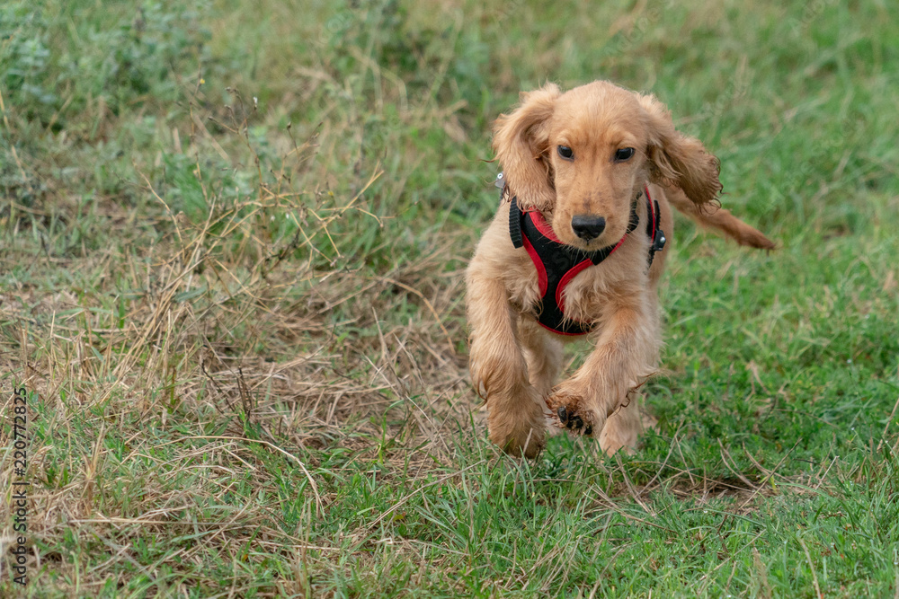 小狗可卡犬在草地上奔跑