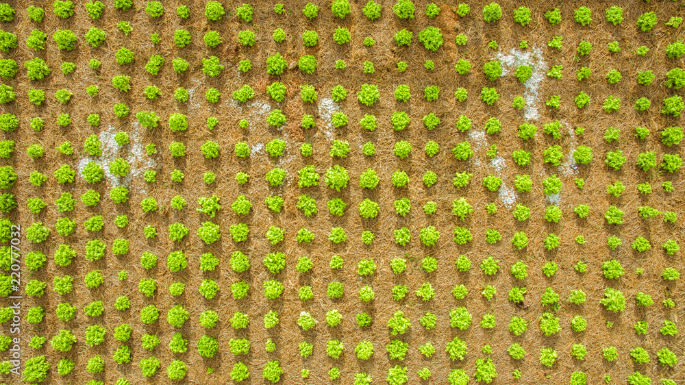 种植菜园的无人机鸟瞰图