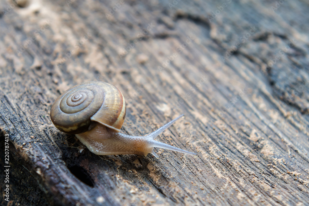 closeup snail on wood background