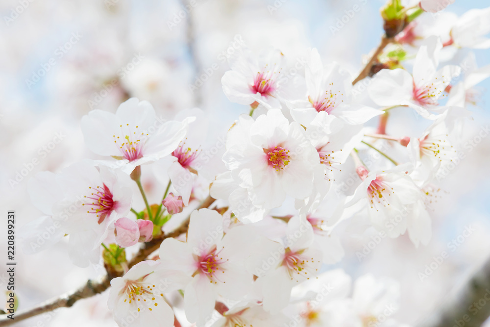 桜　染井吉野　クローズアップ 