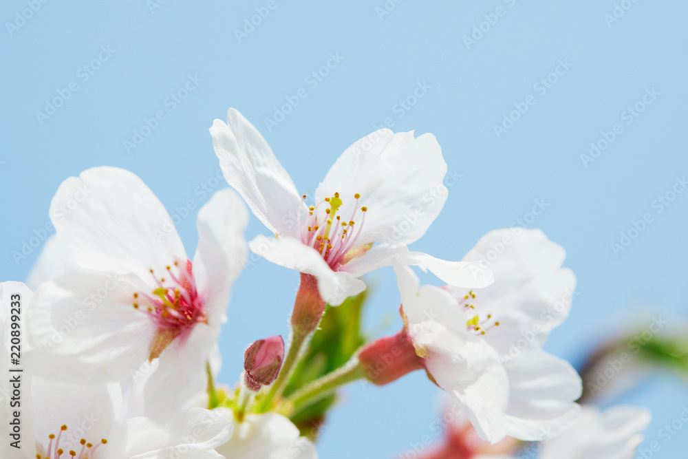 桜　染井吉野　クローズアップ 