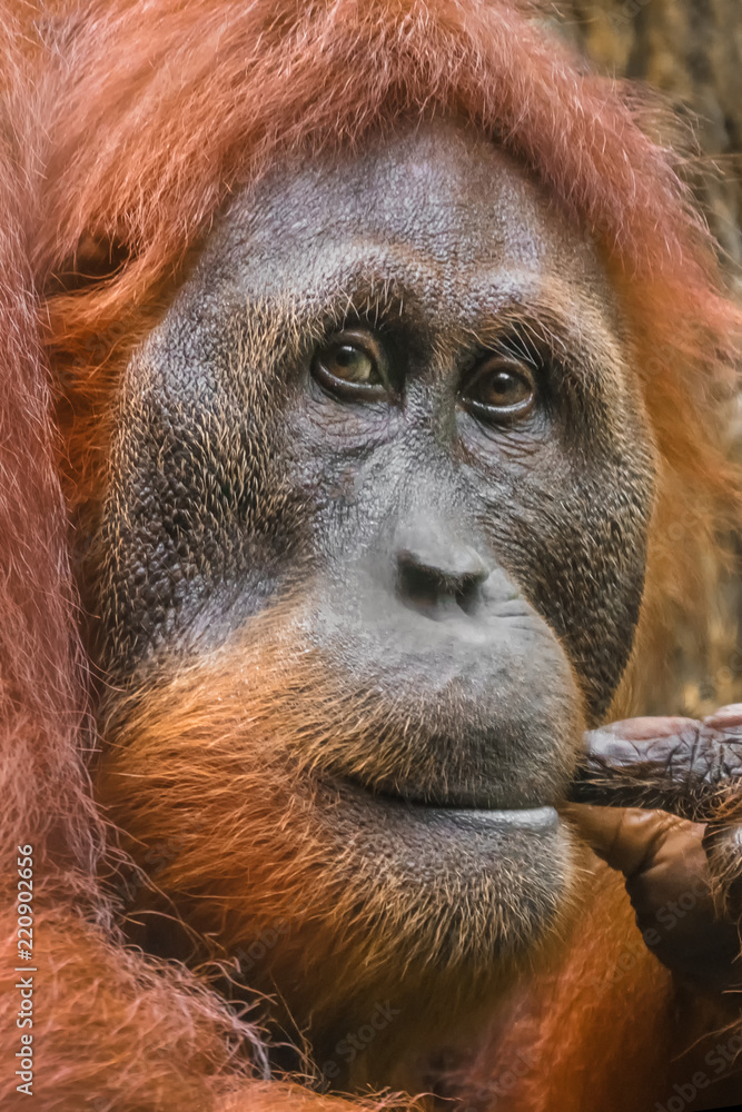 深思熟虑的婆罗洲猩猩（Pongo pygmaeus）肖像，特写