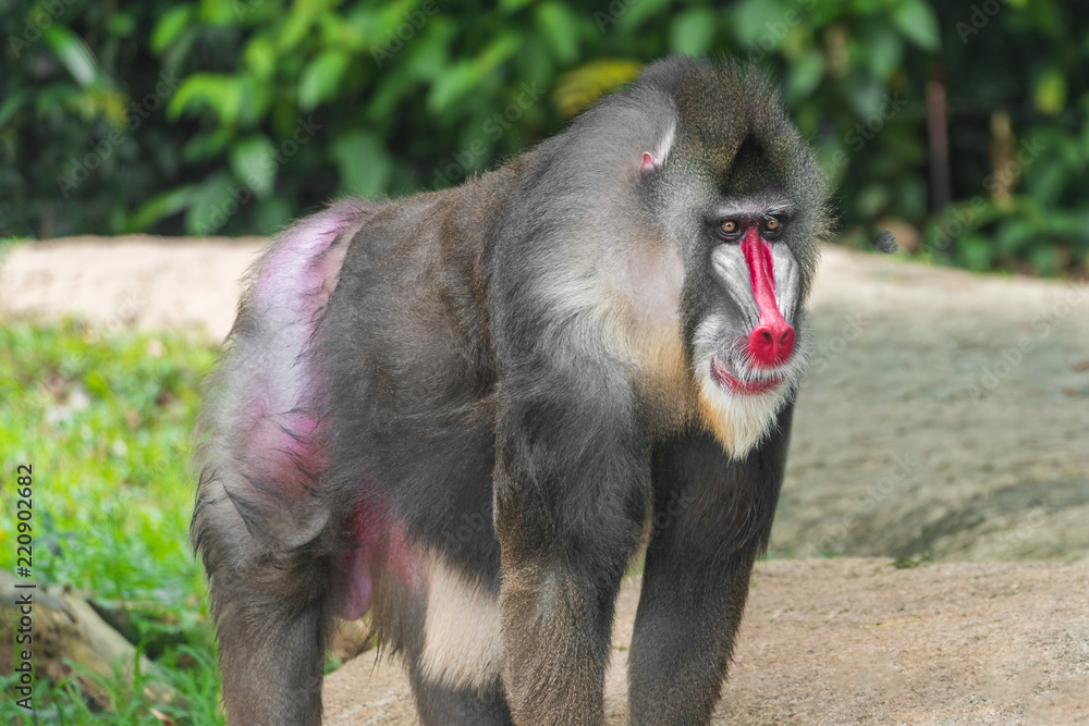 Mandrill Baboon（Mandrillus狮身人面像）