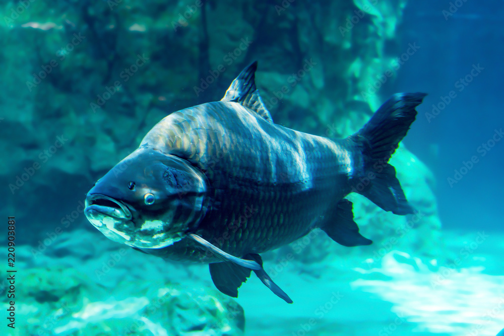 水族馆里的大鱼