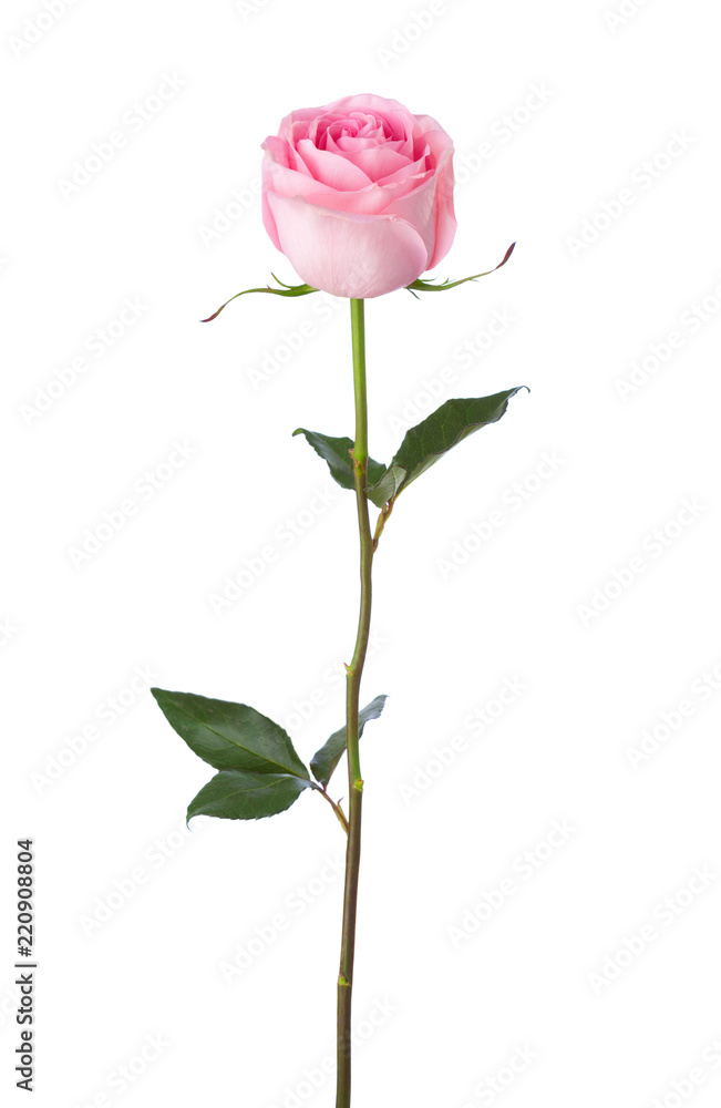 Light pink rose isolated on white background.