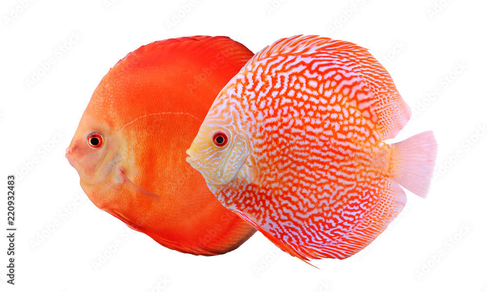 Two colorful discus fishes isolated on white background. Beautiful freshwater aquarium fishes