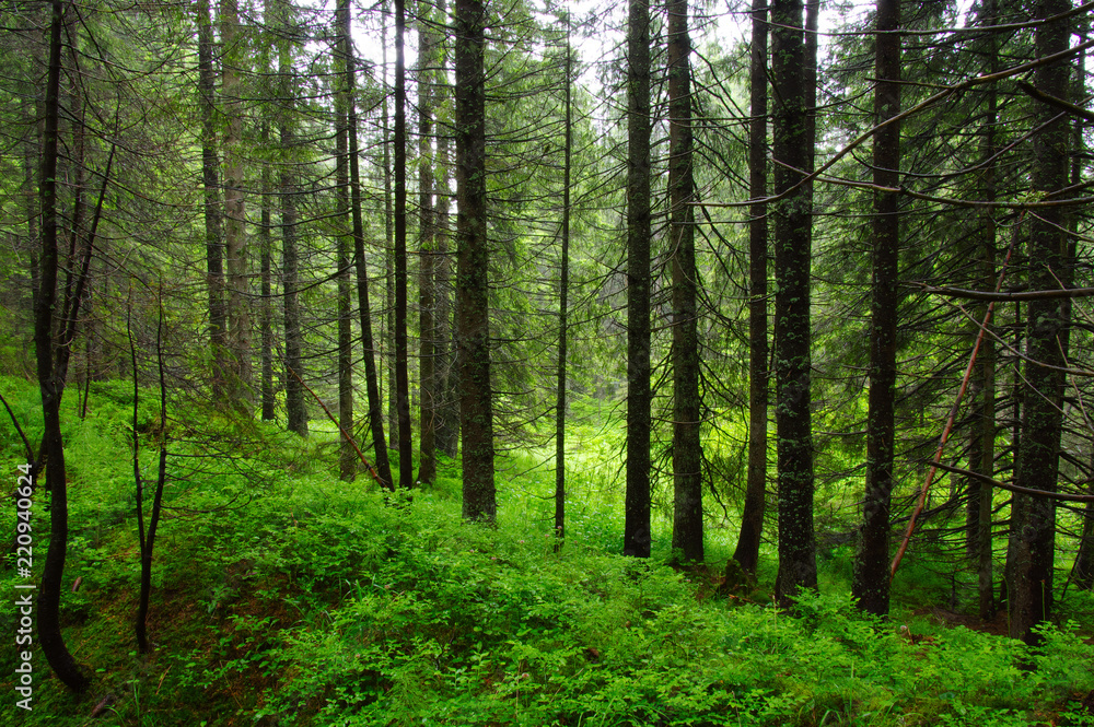 Trees in forest