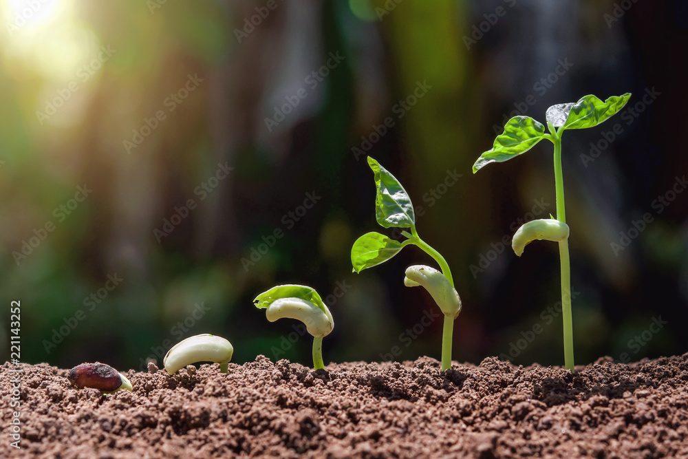 绿色自然阳光背景下的农业理念种植成长步伐