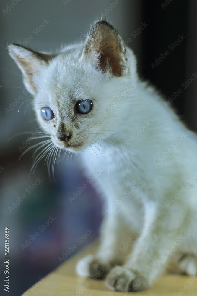 White Kitten with Bokeh Backdrop.