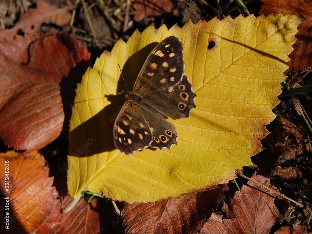 Papillon posé sur une feuille