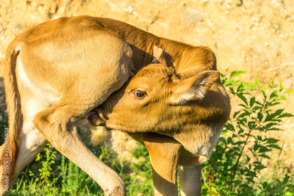 cow on grass land