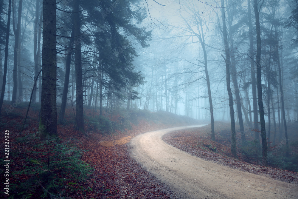 Foggy autumn seasonal forest road. Magic blue light in the woodland.