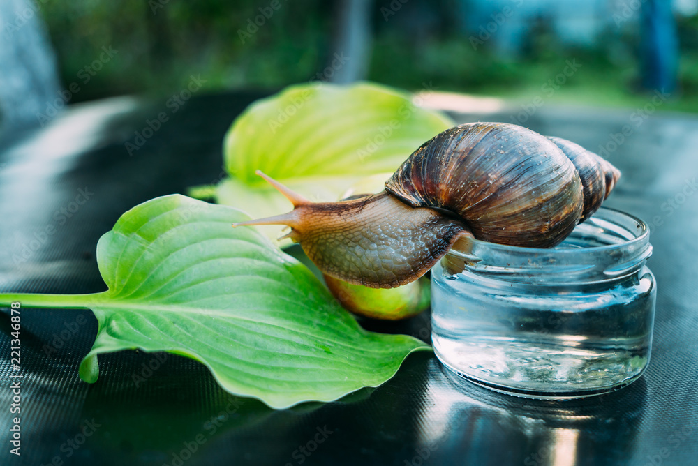 The snail sits on a glass jar. She looks at two green leaves and the apple near the jar