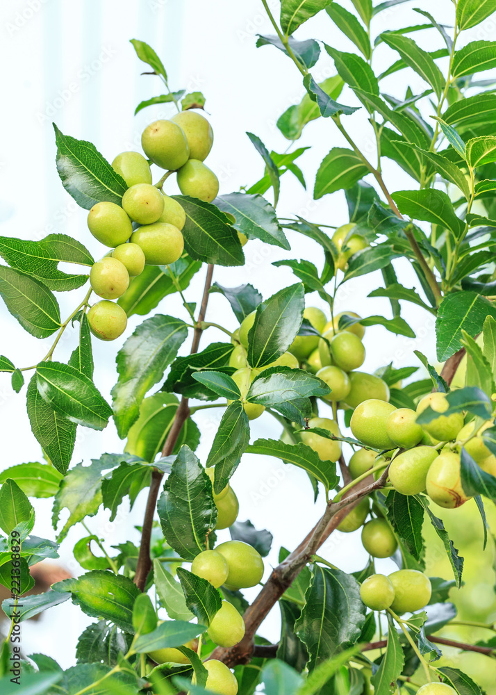 green jujube fruit grows on the jujube tree