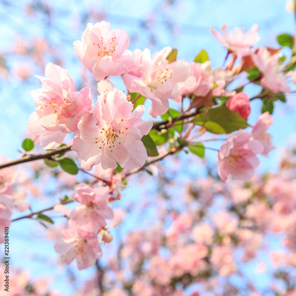 Chinese flowering crab-apple blooming in spring