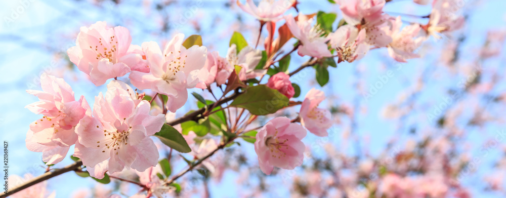 Chinese flowering crab-apple blooming in spring