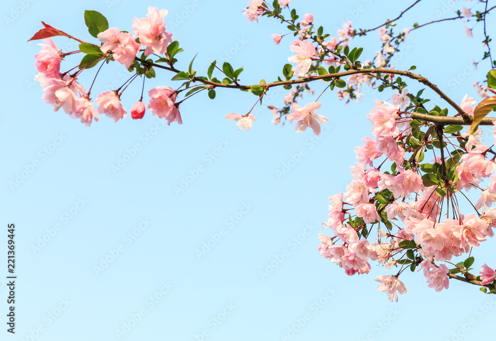 Chinese flowering crab-apple blooming in spring