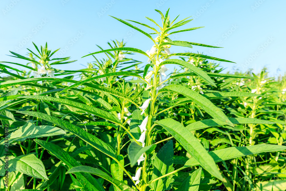 Sesame crops growing in green farmland