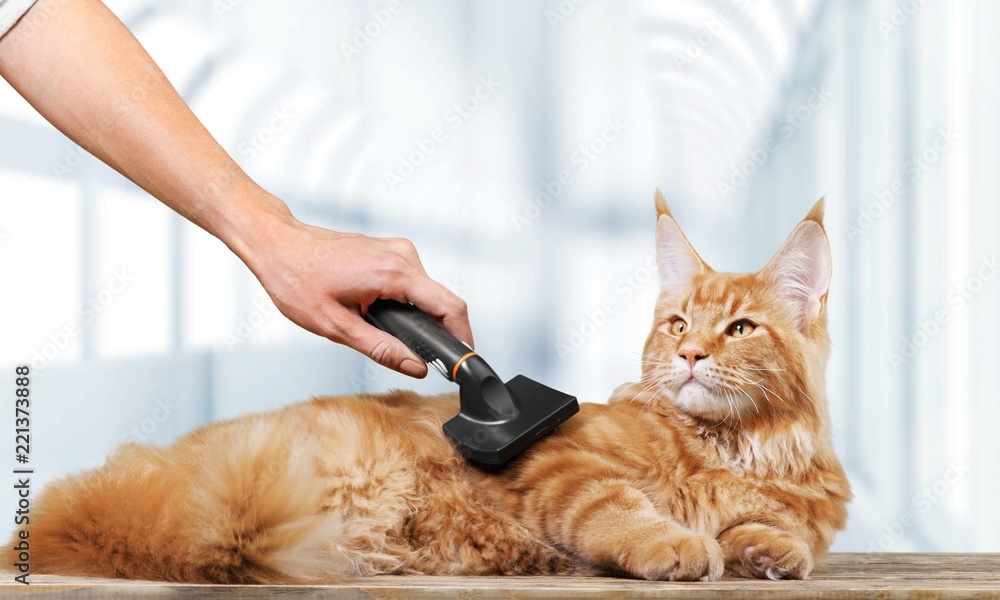 Hand combing red cats fur on  background