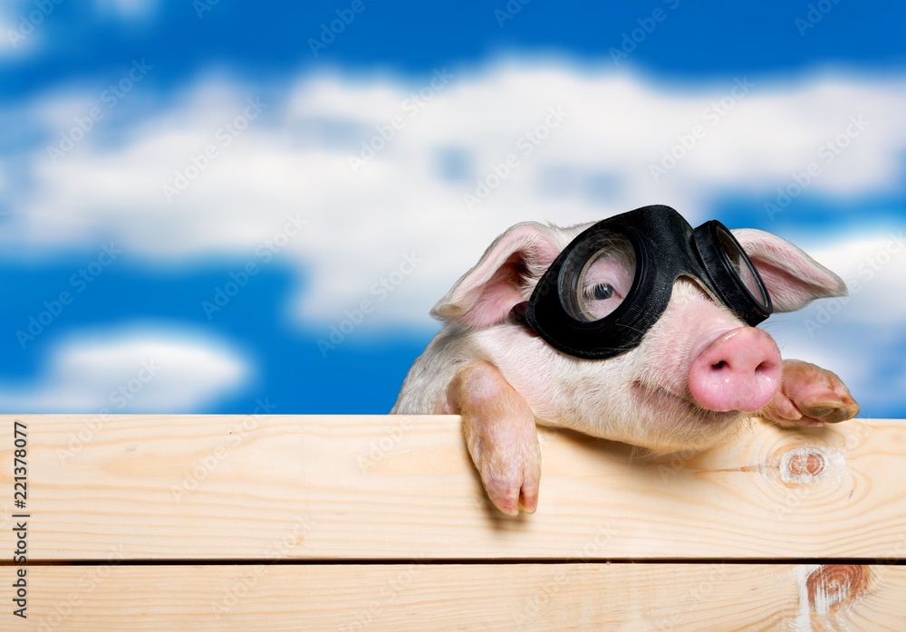 Cute piglet animal in aviator glasses hanging on a fence