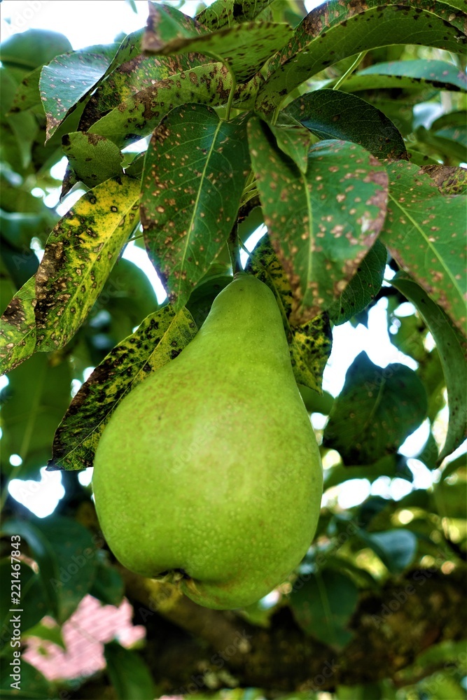 Birnen am Baum