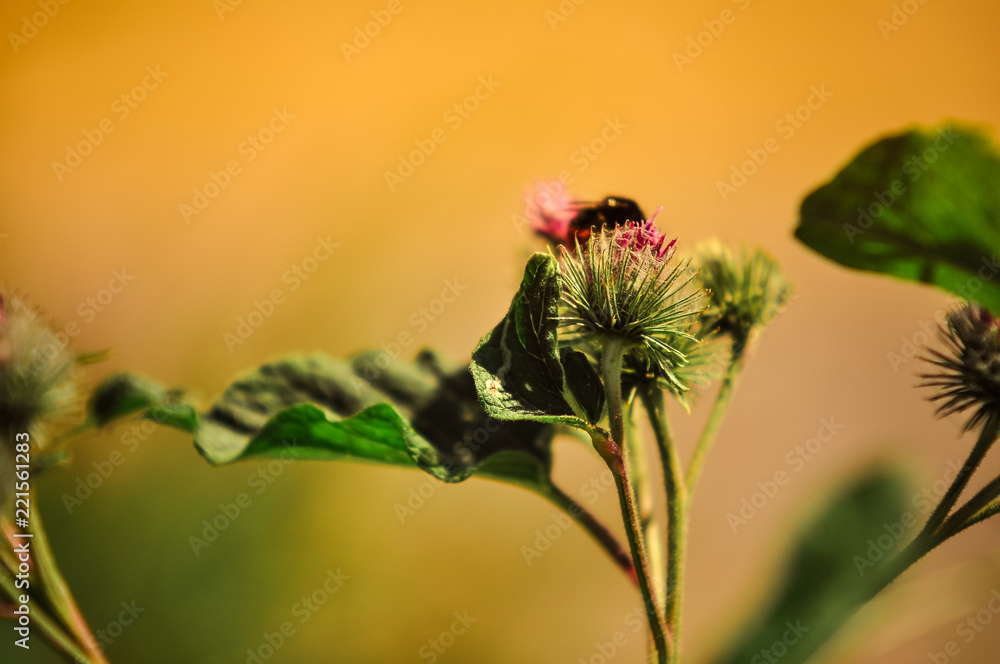 花上的甲虫。蓟宏；景深狭窄，背景柔和模糊。彩色花园