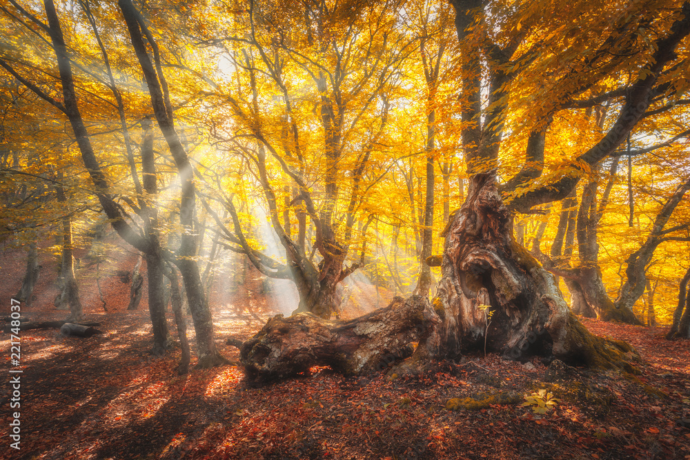 Magical old trees with sun rays at sunrise in fall. Colorful dreamy landscape with foggy forest, gol