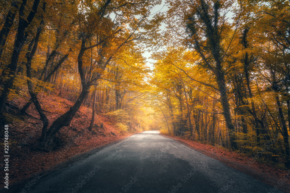 Amazing autumn forest with road in fog. Trees with red and yellow foliage in fall. Dreamy landscape 