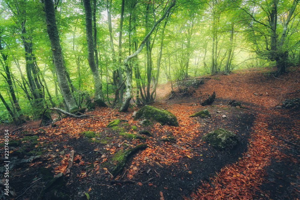 Autumn forest with trail in fog. Dreamy landscape with beautiful enchanted trees with green and red 