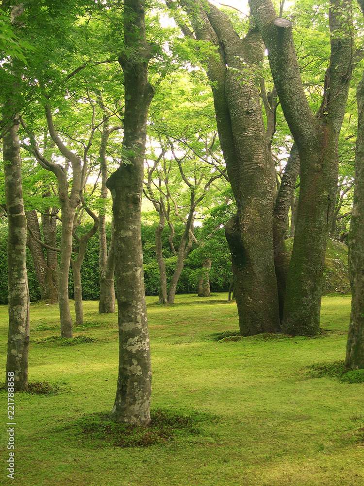 森林の木と緑