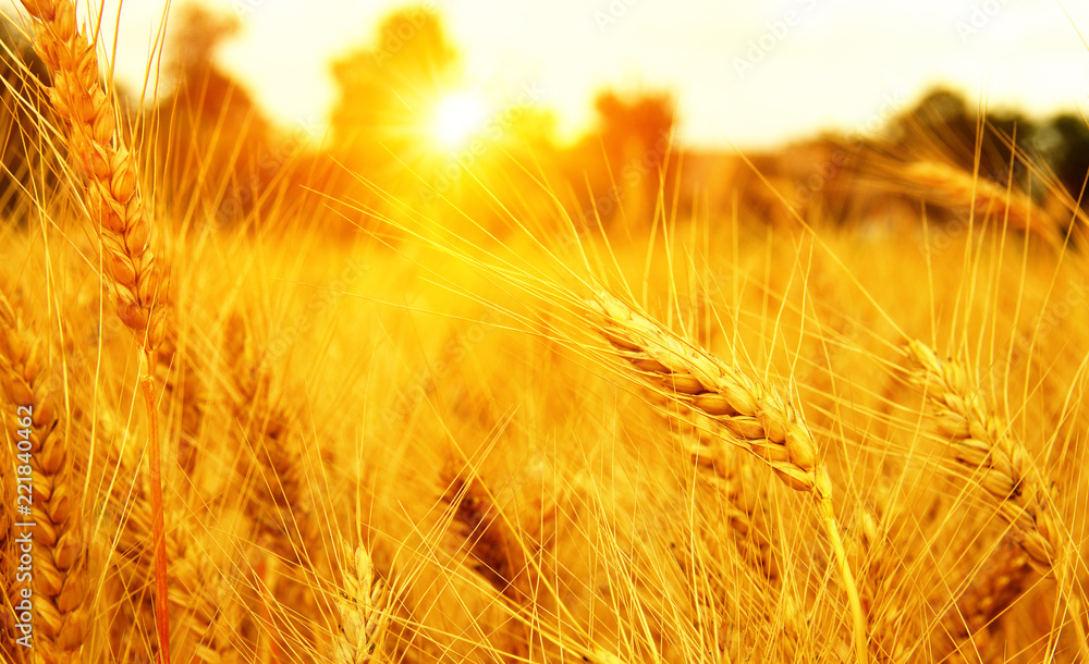 Wheat field on sun.