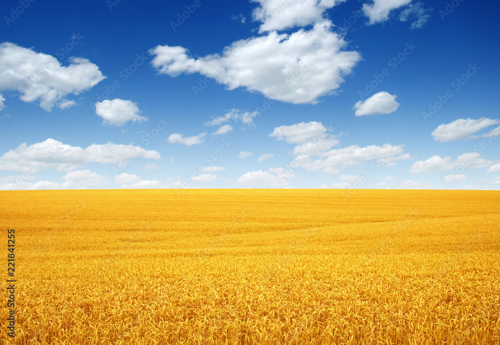 wheat field and clouds