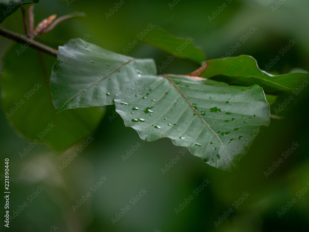 雨后。雨后森林里的绿叶。雨点落在树叶上。