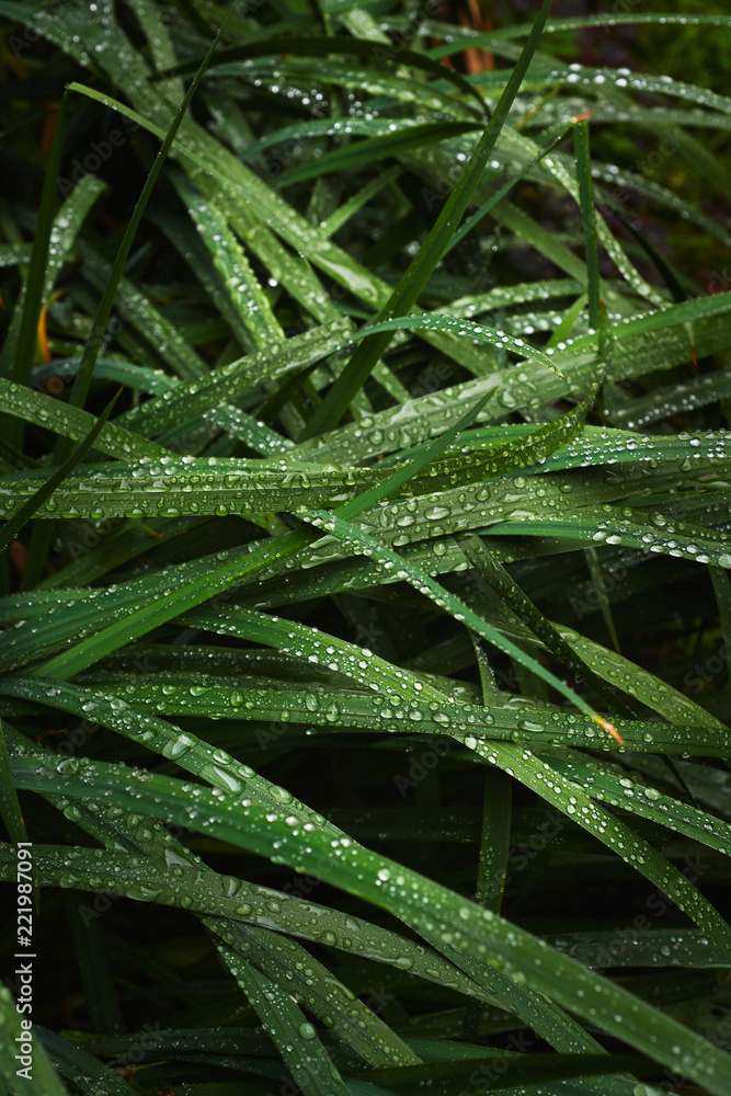 花园中覆盖绿草的水滴特写