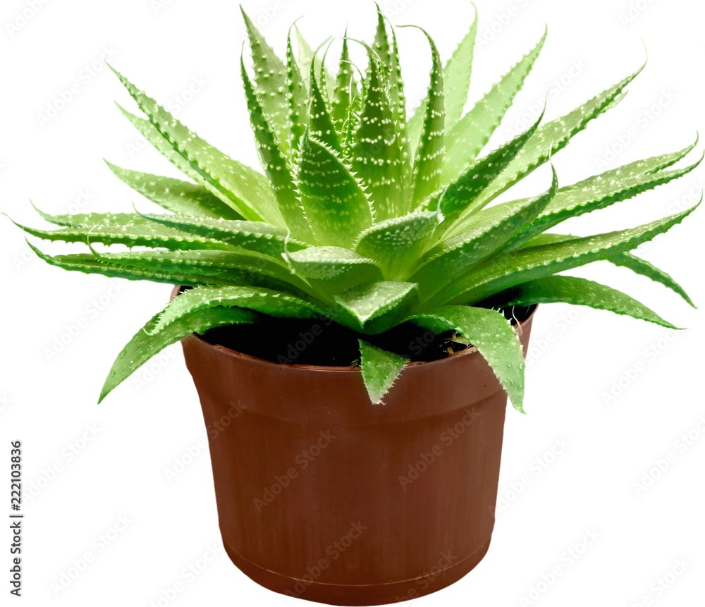 Aloe Vera plant - isolated image