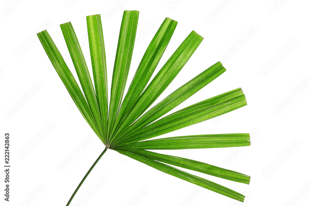 Beautiful palm leaf on white background