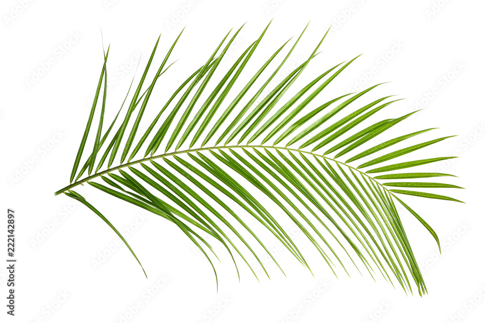 Beautiful tropical palm leaf on white background