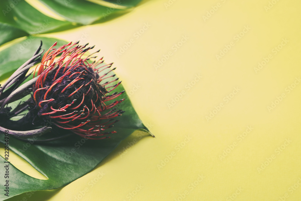 Beautiful protea flower on color background