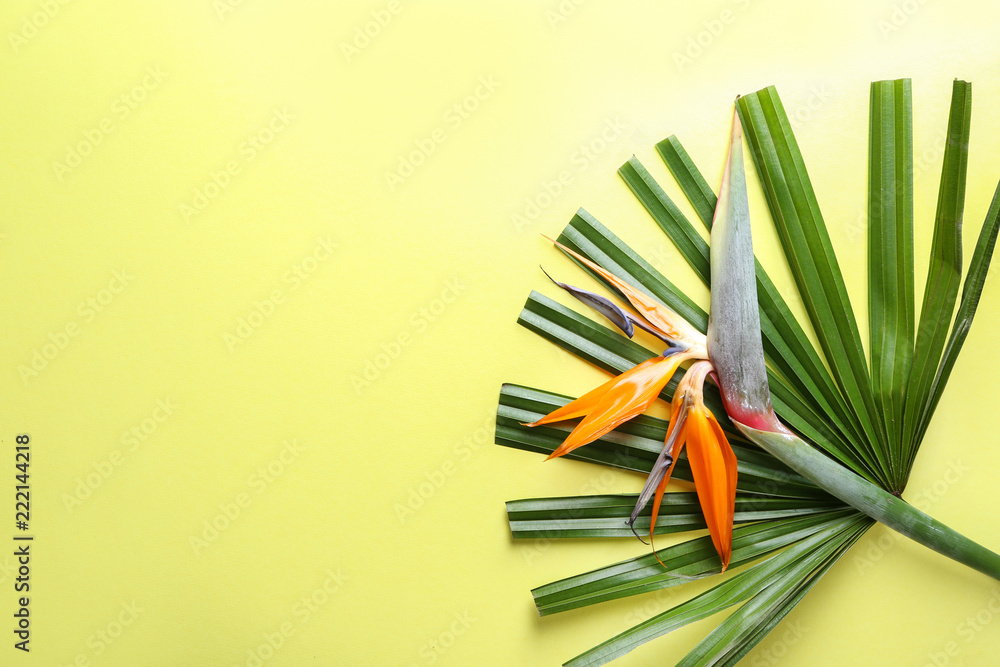 Beautiful bird of paradise flower and tropical leaf on color background