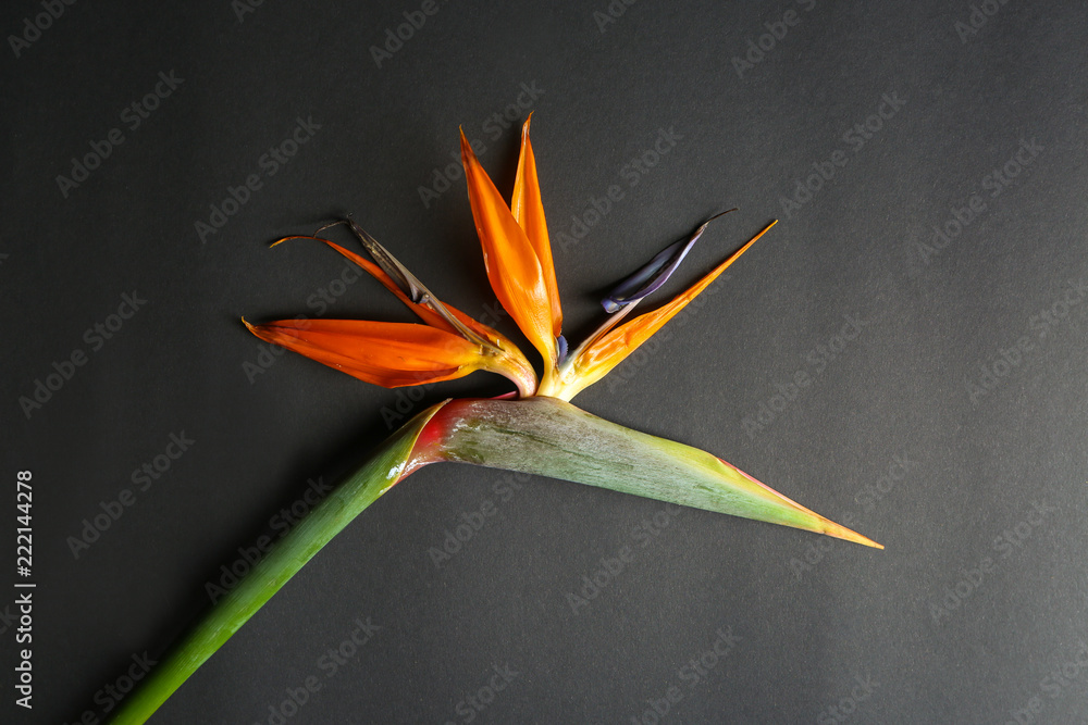 Beautiful bird of paradise flower on dark background