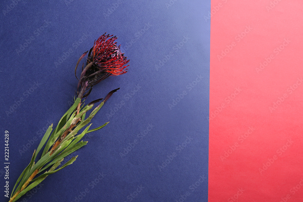 Beautiful protea flower on color background