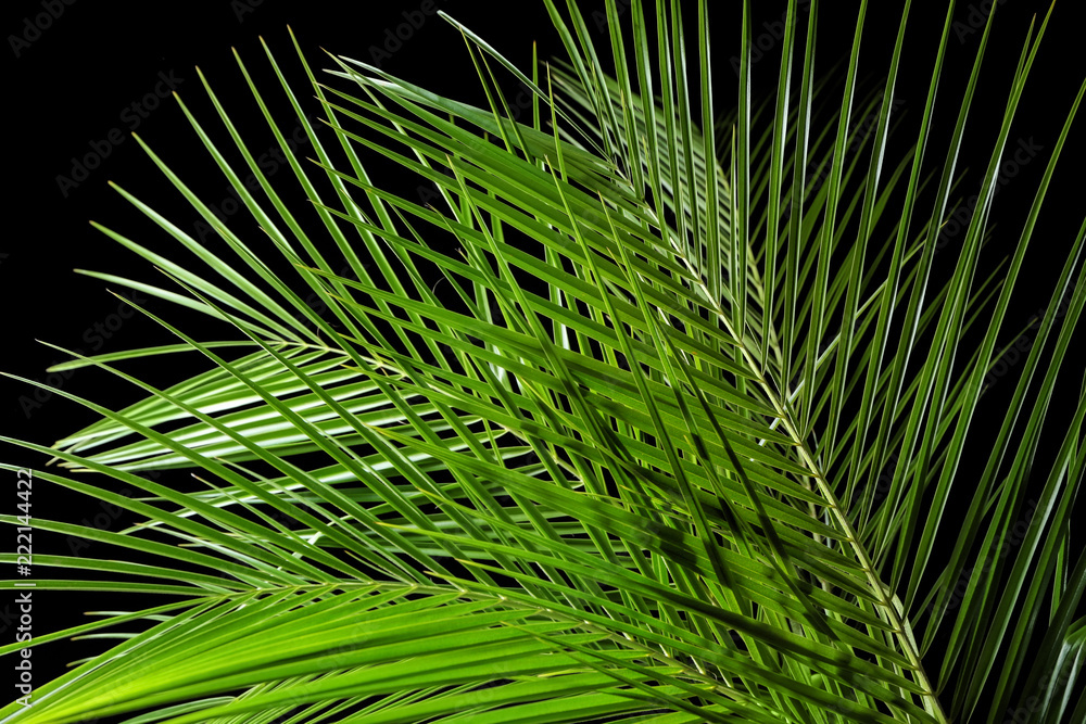 Tropical palm leaves on dark background, closeup