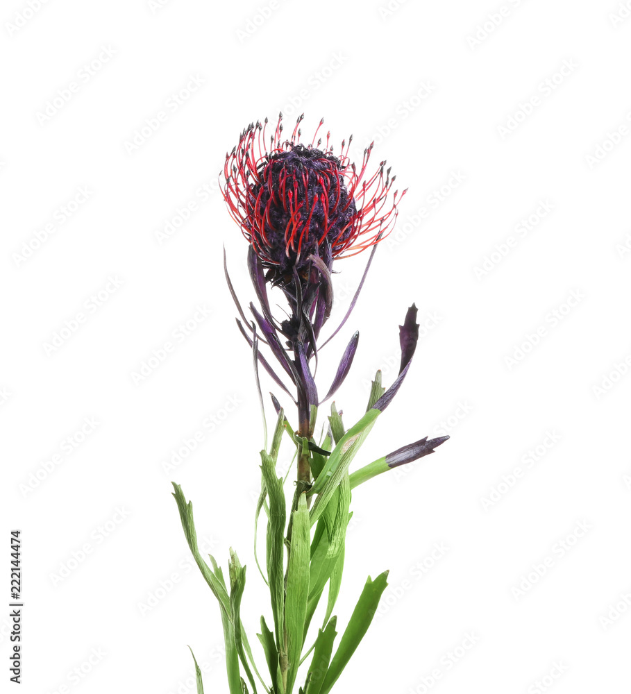 Beautiful protea flower on white background